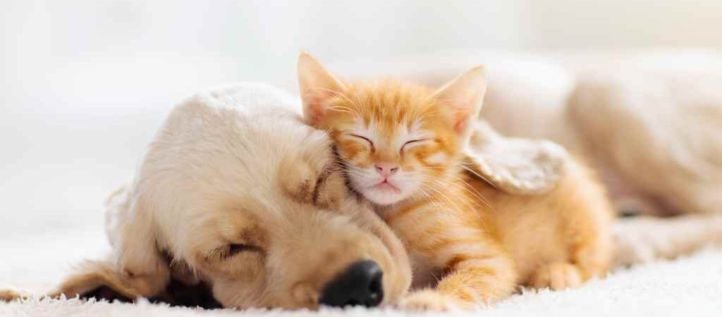 10 Produtos para Deixar seu Pet em Casa com Mais Conforto em 2026