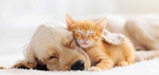 10 Produtos para Deixar seu Pet em Casa com Mais Conforto em 2026
