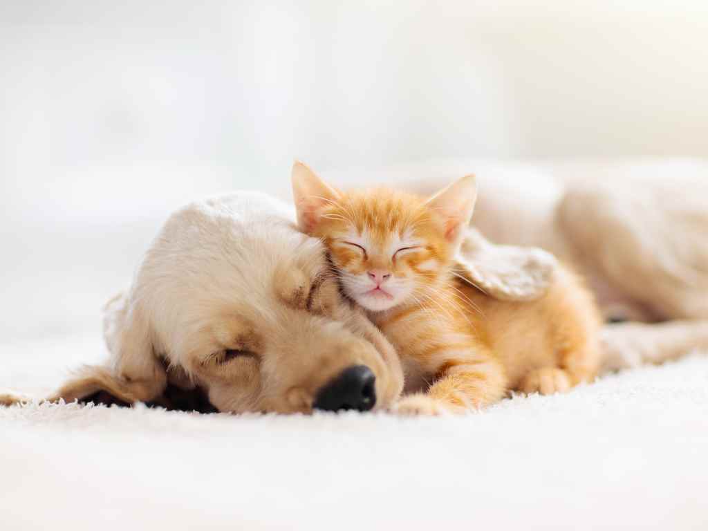 10 Produtos para Deixar seu Pet em Casa com Mais Conforto em 2026